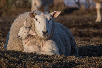 ewe with her sleeping lamb