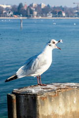 Möwe am Bodensee mit offenen Schnabel