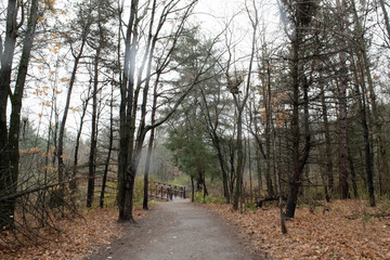 A path in the Woods