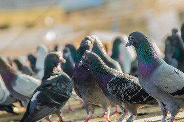 Crowd of pigeon on the walking street in Bangkok, Thailand. Blurred group of pigeons fight over for...