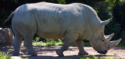 The white rhinoceros or square-lipped rhinoceros is the largest extant species of rhinoceros.  It has a wide mouth used for grazing and is the most social of all rhino species © Daniel Meunier