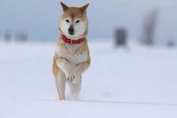 雪原で遊ぶ柴犬