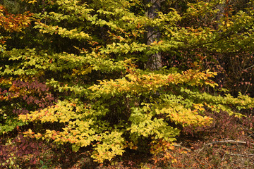 tree in autumn with golden leaves