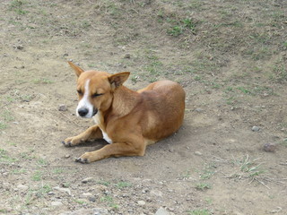 dog