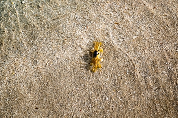 A simple Ghost Crab