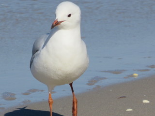 seagull