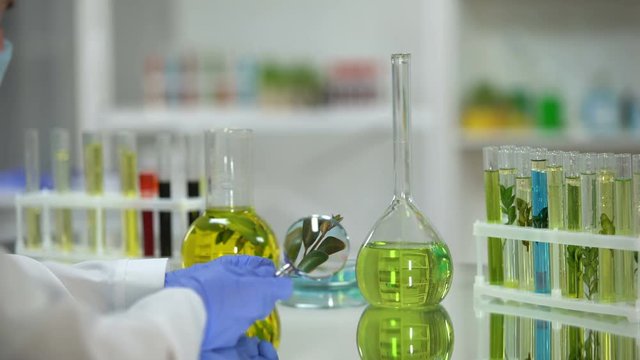 Biologist looking through magnifying glass at plant, organic beauty products