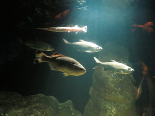 Fototapeta na wymiar fish