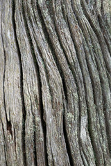 close up of very textured tree bark with linear pattern