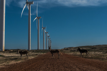 donkeys and wind turbines in the desert