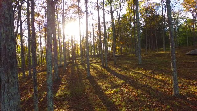 Autumn in the Forest
