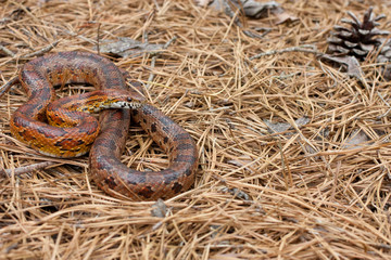 New Jersey corn snake - Pantherophis guttatus
