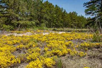 View of a scrubby patch of pine barrens heather - Hudsonia ericoides