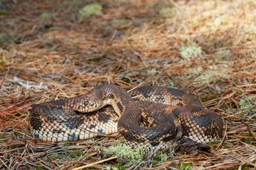 Northern pine snake - Pituophis melanoleucus