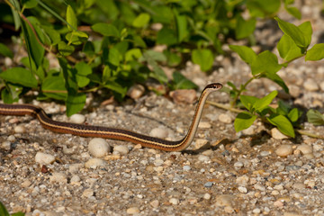 Ribbon snake crossing a road - Thamnophis sauritus