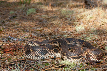 Northern pine snake - Pituophis melanoleucus