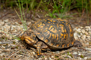 Eastern box turtle - Terrapene carolina