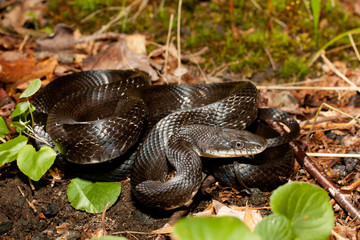 Black rat snake - Pantherophis alleghaniensis