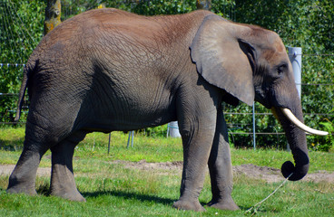African elephants are elephants of the genus Loxodonta. The genus consists of two extant species:...
