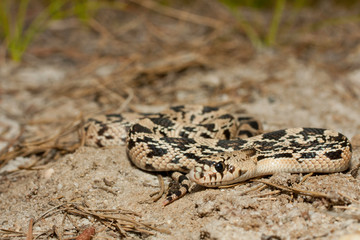 Northern pine snake - Pituophis melanoleucus