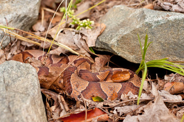Northern copperhead - Agkistrodon contortrix mokasen