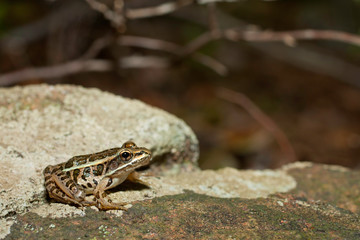 Pickerel frog - Rana palustris