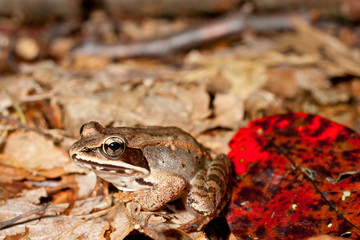 Wood frog - Rana sylvatica