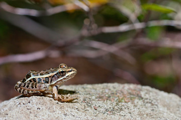 Pickerel frog - Rana palustris