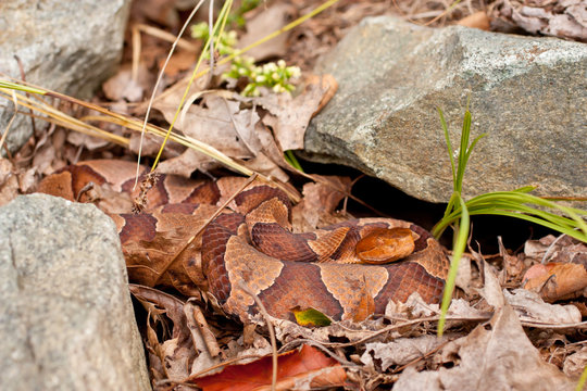 Northern Copperhead - Agkistrodon Contortrix Mokasen