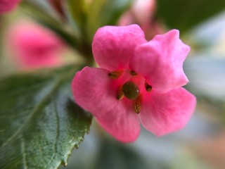 Bright pink little flower very close up 