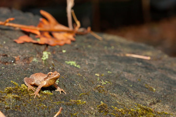 Northern spring peeper - Pseudacris crucifer