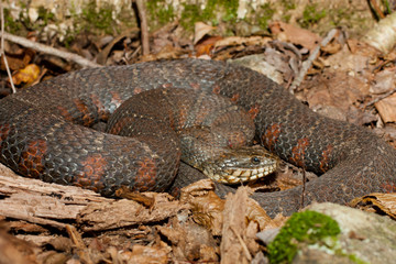 Northern water snake - Nerodia sipedon