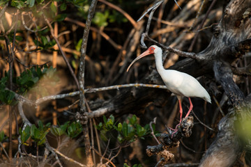 White ibis - Eudocimus albus