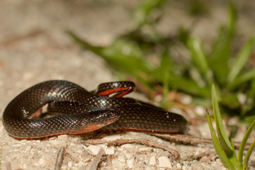 Southern Florida swamp snake - Liodytes pygaea