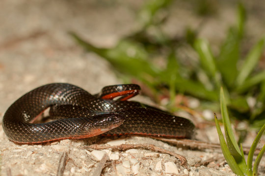 Southern Florida swamp snake - Liodytes pygaea