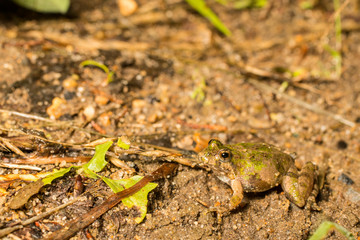 Northern cricket frog - Acris crepitans