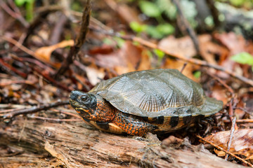 Wood turtle - Glyptemys insculpta