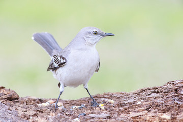 Mimus polyglottos perched on a trunk