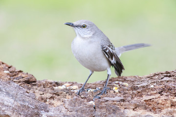 Mimus polyglottos perched on a trunk