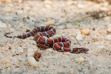 Coastal plain milk snake - Lampropeltis triangulum