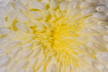 Beautiful hybrid Chrysanthemums flower, also known as mums or chrysanths, are flowering plants of the genus Chrysanthemum in the family Asteraceae. They are native to Asia and northeastern Europe.