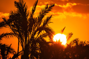palma con ciel rojo