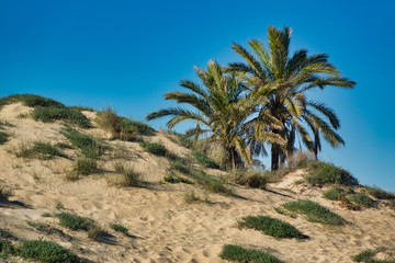&aacute;rbol playa palma