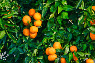 árbol naranjas
