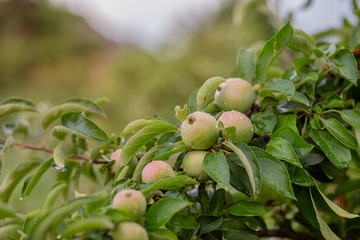 Young green apples on a tree in the garden. Growing organic fruits on the farm.