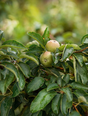 Young green apples on a tree in the garden. Growing organic fruits on the farm.