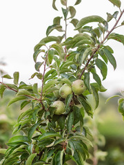 Young green apples on a tree in the garden. Growing organic fruits on the farm.