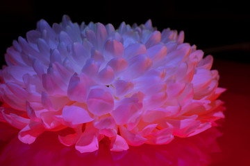 Chrysanthemum close - up in gradient lighting.