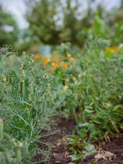 Selective focus on fresh bright green pea pods on pea plants in the garden.