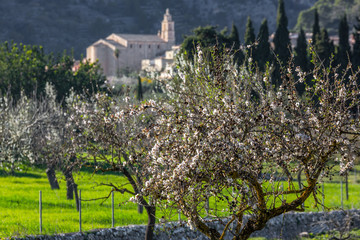 Fototapeta na wymiar Almond blossom in Caimari, Mallorca, Balearic Islands, Spain